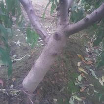 毛桃树4~6cm冠高1.5之2米