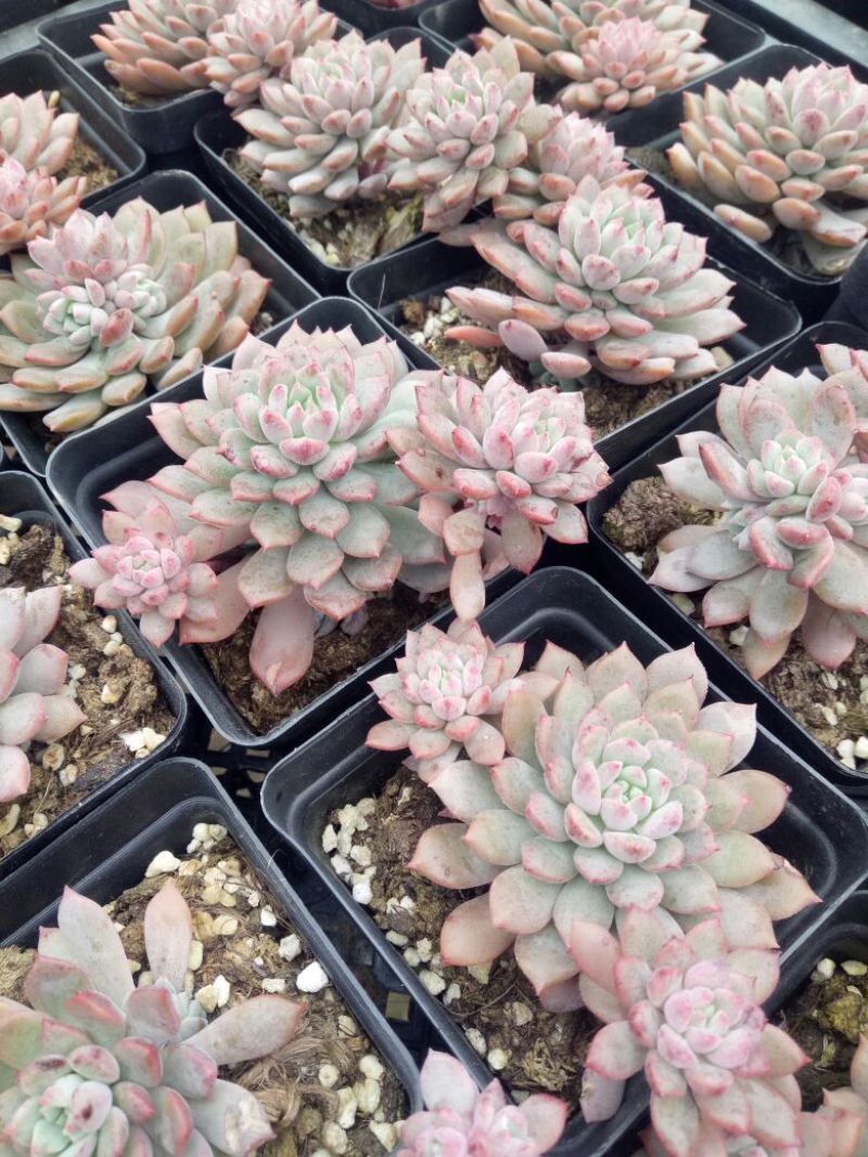 多肉植物不含盆