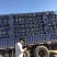 雪花梨山西羽惠果业雪梨基地大量上市