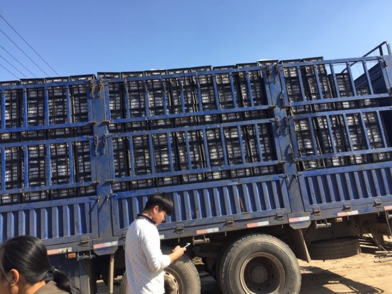 雪花梨山西羽惠果业雪梨基地大量上市