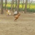 麻鸡12月以上