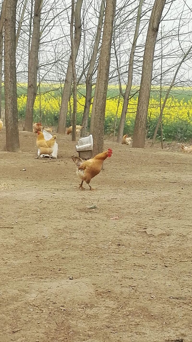 麻鸡12月以上