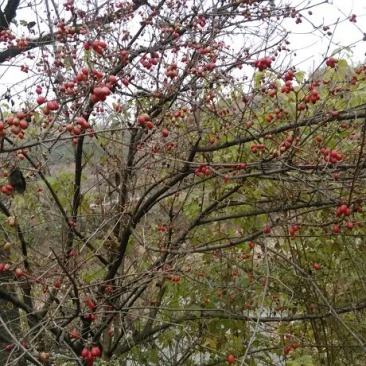 山茱萸1.5~2m
