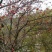 山茱萸1.5~2m