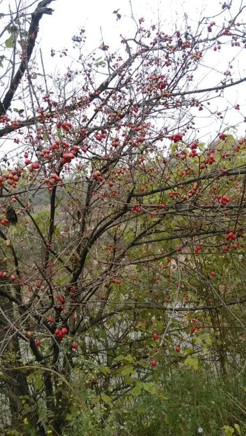 山茱萸1.5~2m