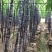 香水柠檬