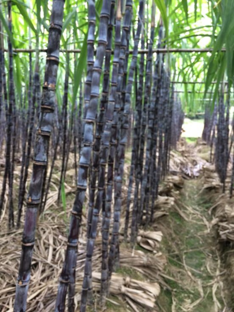 香水柠檬