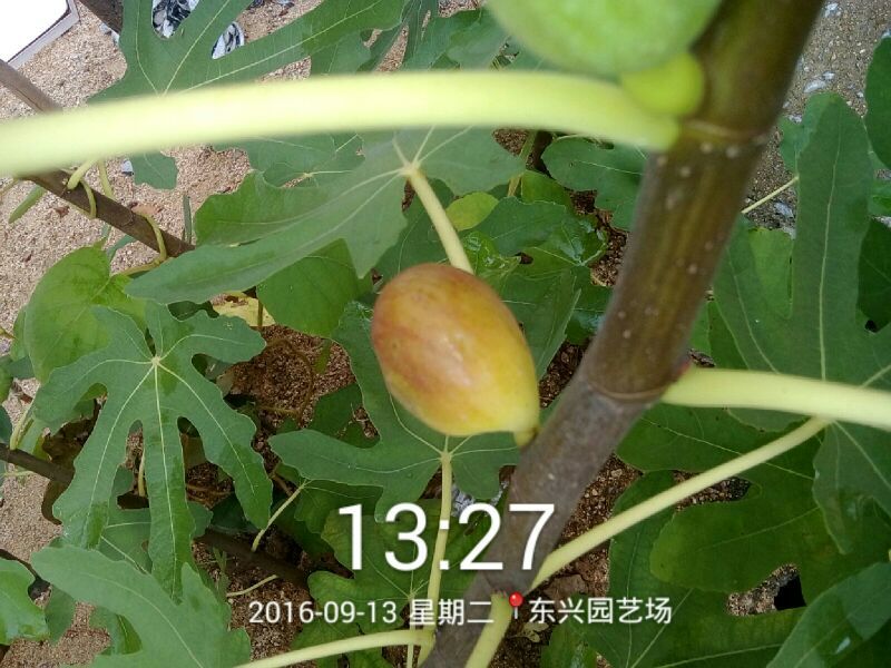 布兰瑞克2~4cm4cm以下1.5~2米