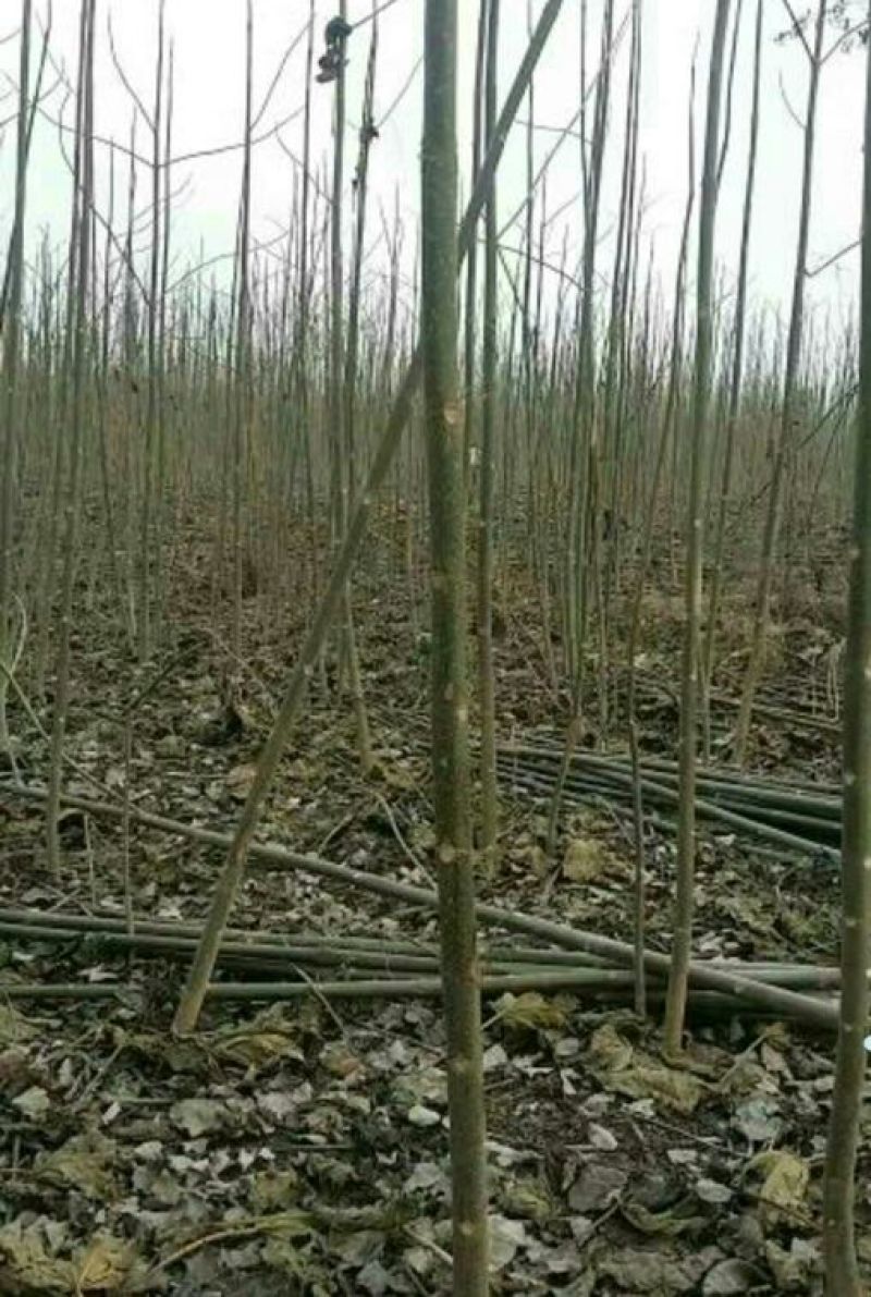 泡桐树