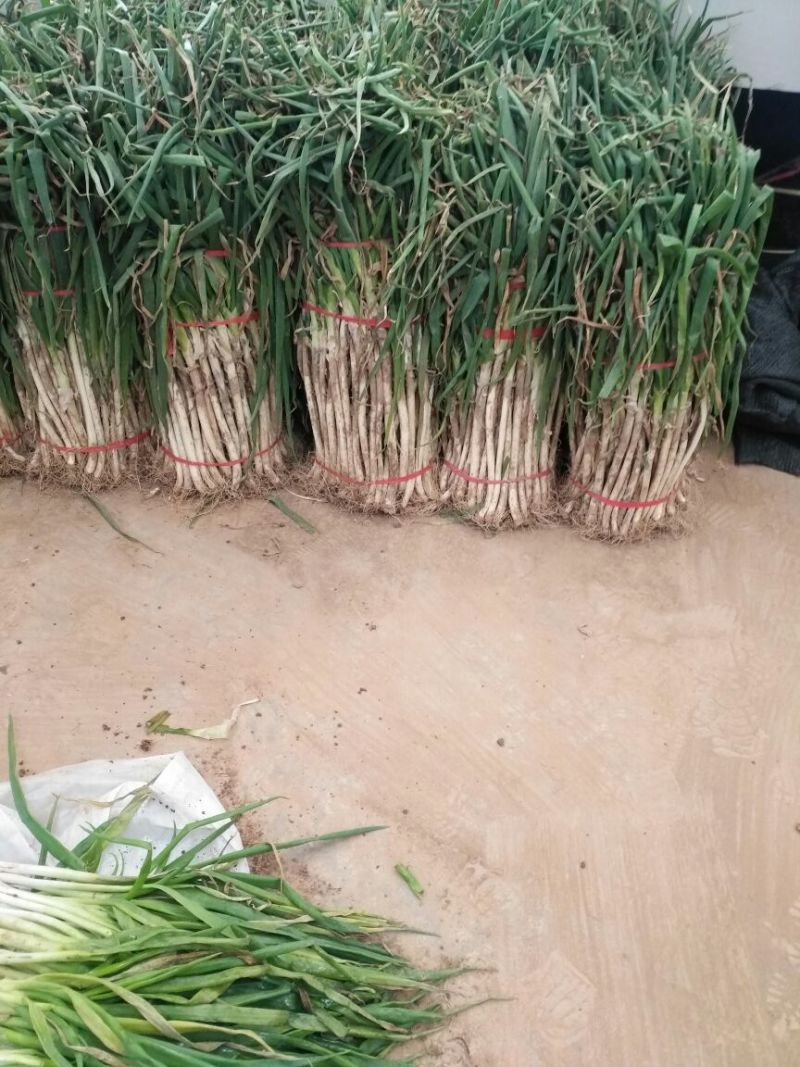 长白大葱30~40cm毛葱2cm左右