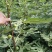 大量出售无花果苗布兰瑞克波姬红品种齐全价格优惠