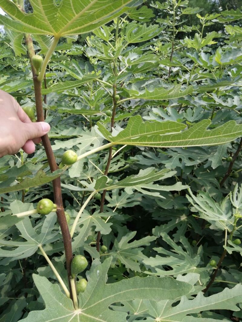 大量出售无花果苗布兰瑞克波姬红品种齐全价格优惠