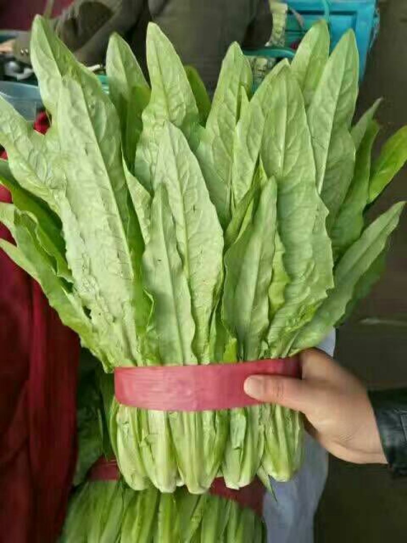 河北永年精品油麦菜大量供应中，可供大型批发市场和超市