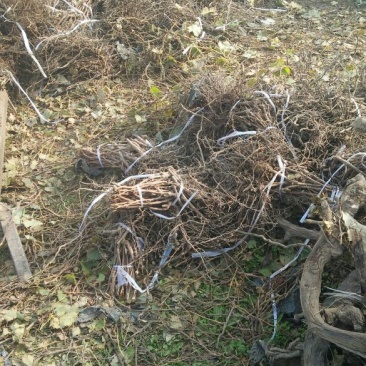 户太八号葡萄苗1年30~50cm