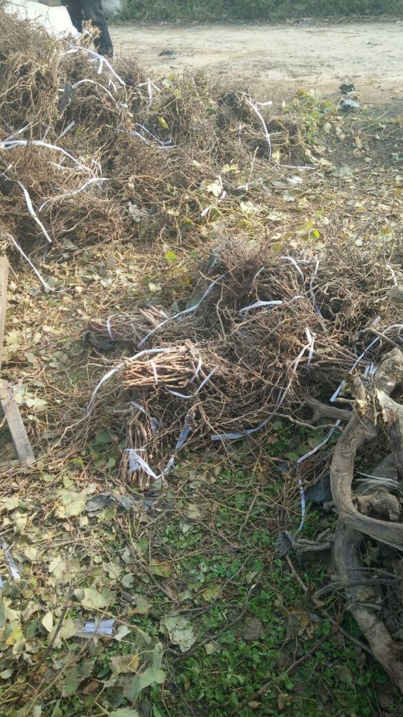 户太八号葡萄苗1年30~50cm