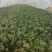 大叶菠菜15~20厘米