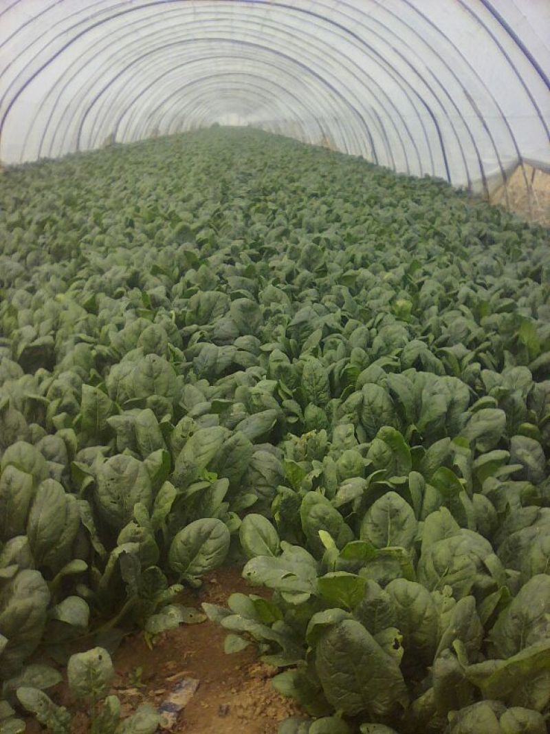 大叶菠菜15~20厘米