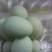 绿壳鸡蛋