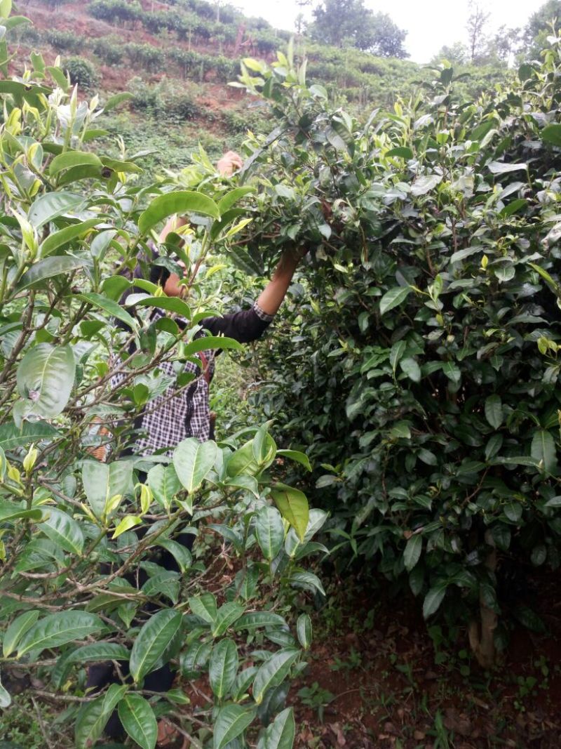 百年大树茶特级