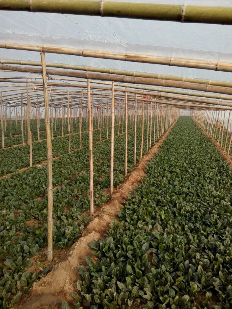 黑叶菠菜20~25厘米