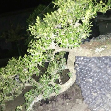 黄杨盆景不含盆30~50cm