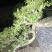 黄杨盆景不含盆30~50cm