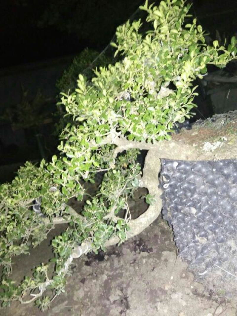 黄杨盆景不含盆30~50cm