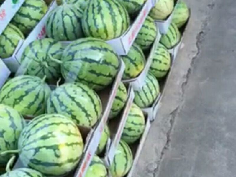 8424西瓜7斤打底8成熟，高箱，托盘，专业装车
