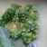大叶香菜25~30厘米以上