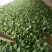 大叶菠菜15~20厘米