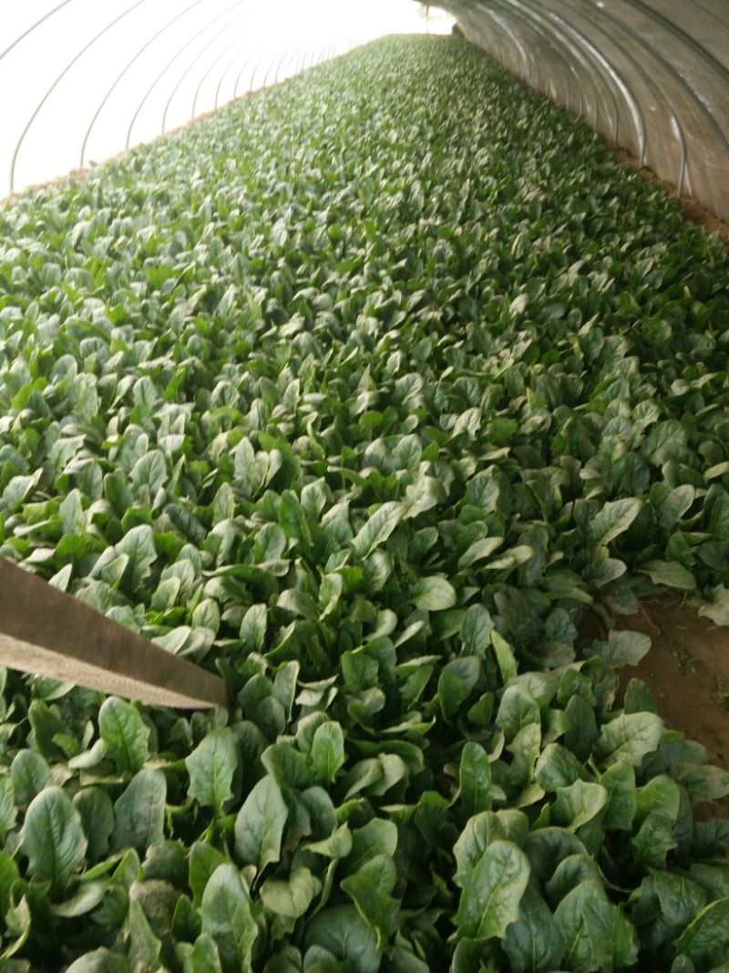 大叶菠菜15~20厘米