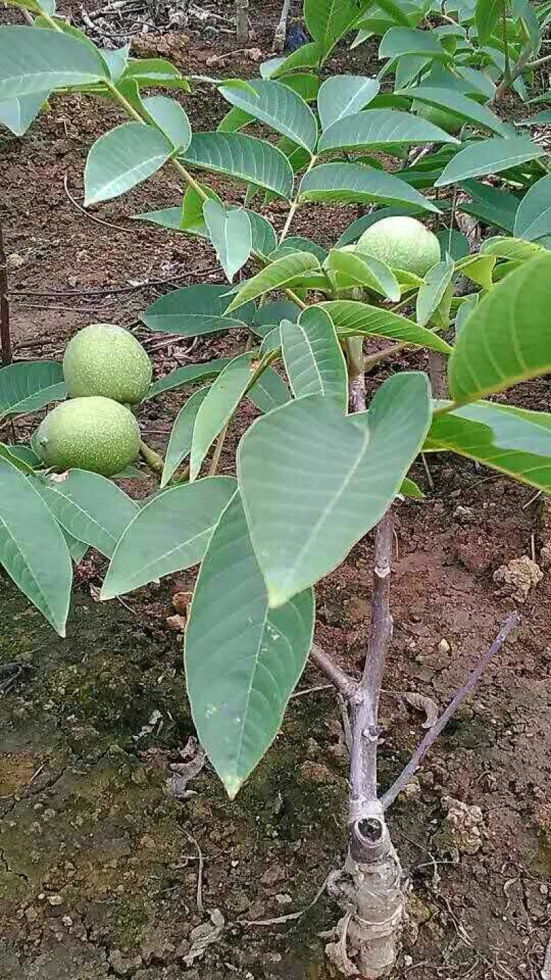 香玲核桃去皮干