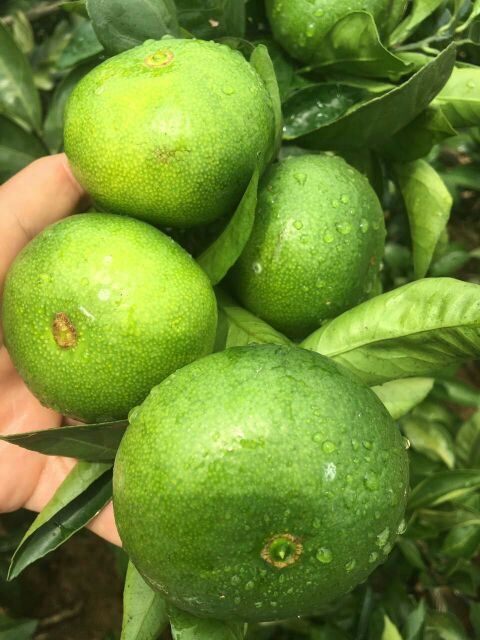 湖北宜昌市夷陵区蜜桔 6~6.5cm批发_李万钱供