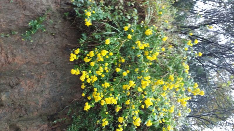 白菊花茶