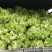 安岳精品儿菜基地直销，质量保证，无其他费用，装车快速。