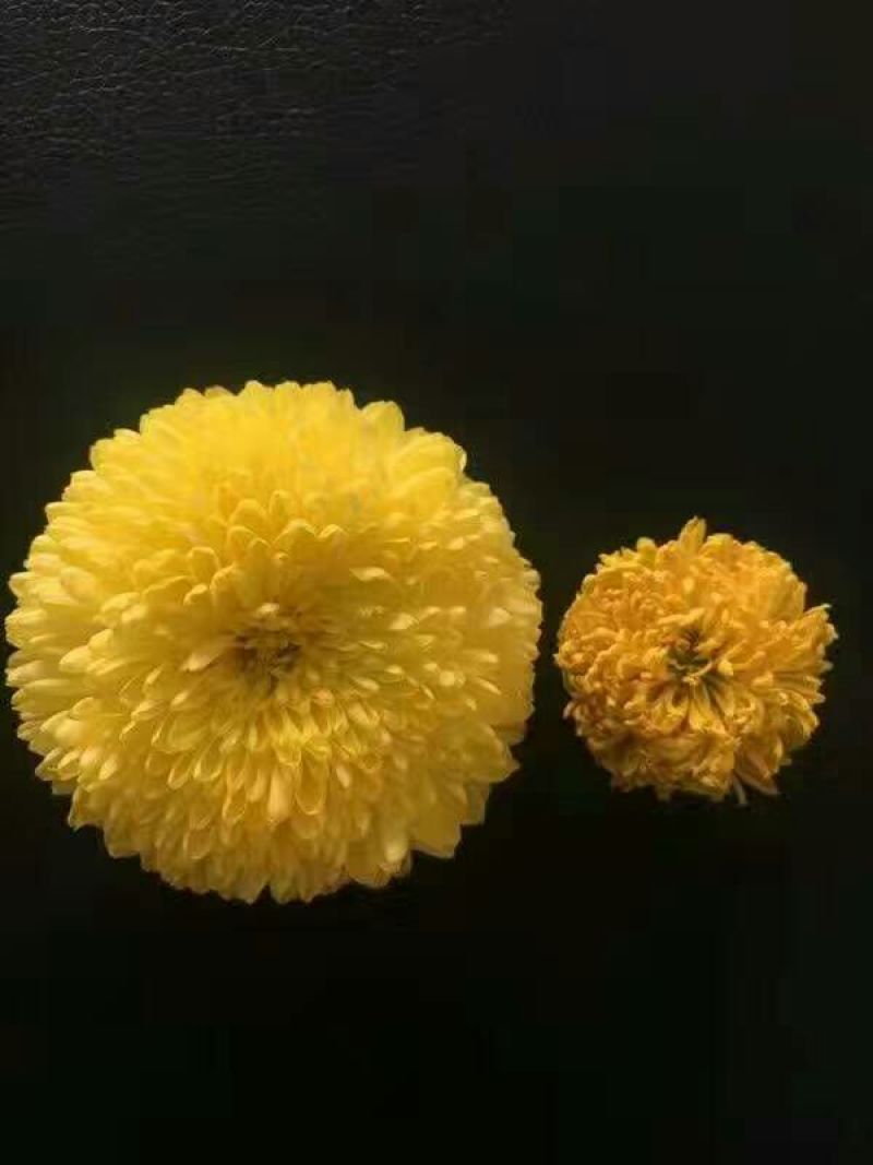 皇菊茶特级