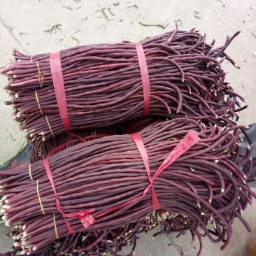长豆角20厘米以上