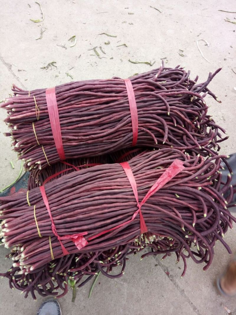 长豆角20厘米以上