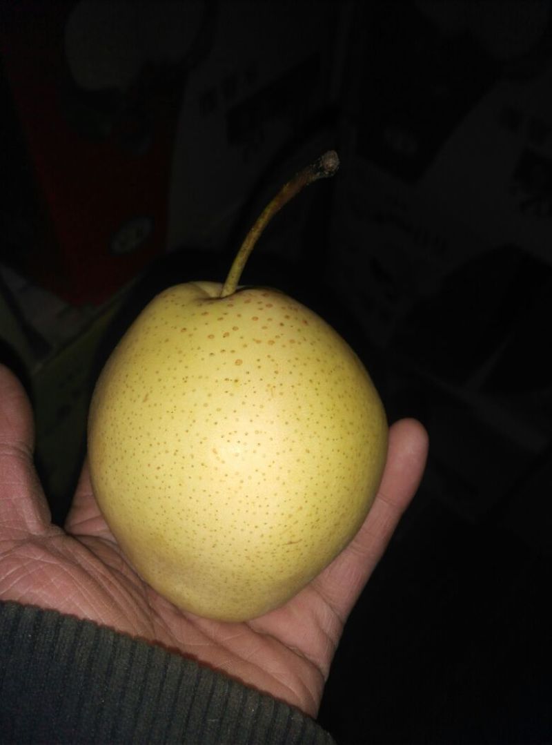 梨600g以上纸箱