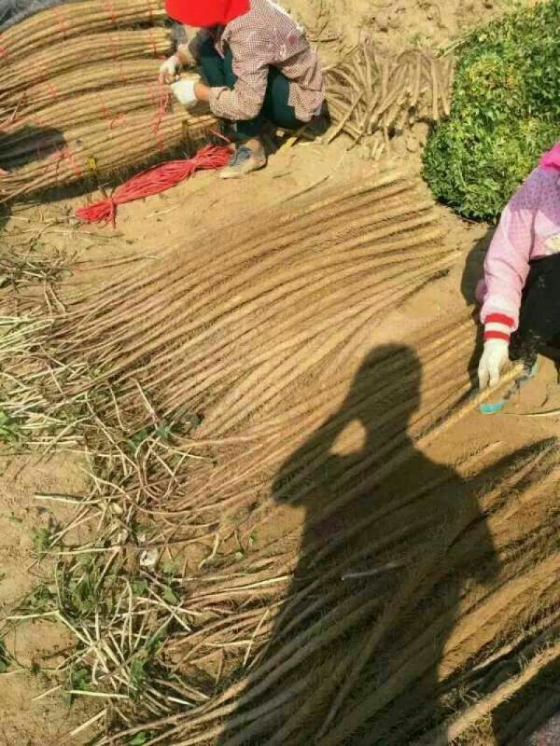 铁棍山药3~4厘米特级通货70~90厘米