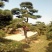 造型松