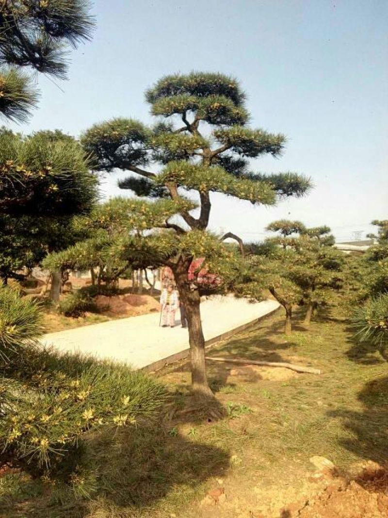 造型松