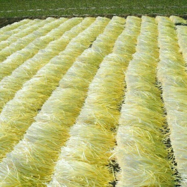 韭黄头茬40~50公分