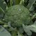 耐寒优秀西兰花0.8~1.5斤