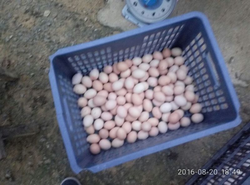土鸡蛋食用50g以下