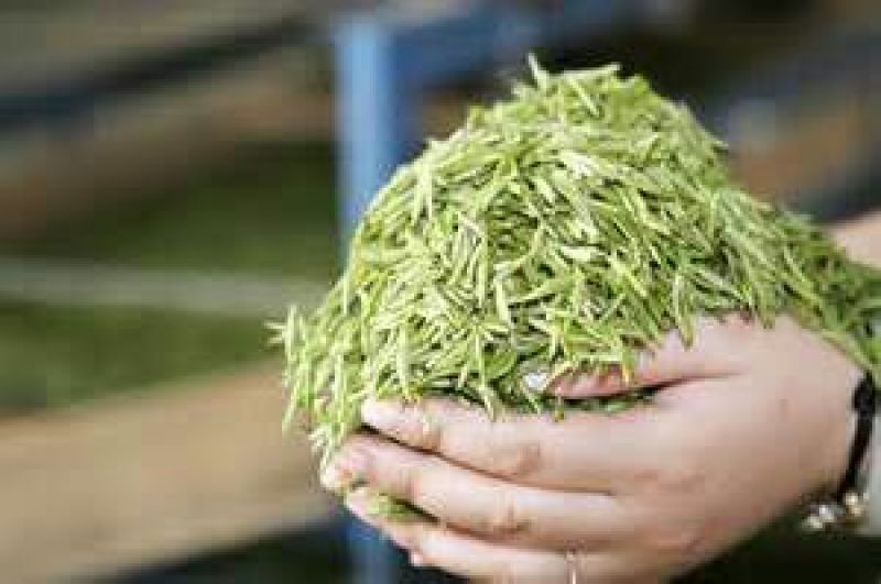 石阡苔茶特级