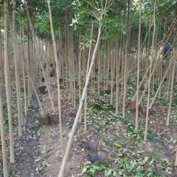 大叶女贞4cm以下