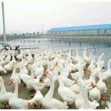 狮头鹅苗250g以上