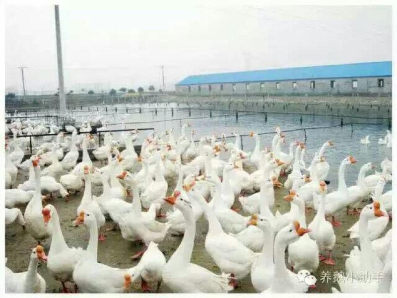 狮头鹅苗250g以上