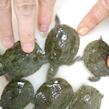 甲鱼苗鱼苗
